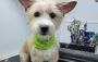 Professional Dog Groomers Waxahachie