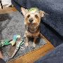 Deshed Mobile Dog Grooming Dallas