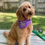 Mobile Dog Grooming Dallas
