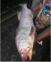 All types Of Seafood Worldwide