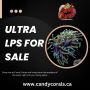 Ultra LPS for Sale – Rare & Colorful Corals Available Now