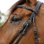 Brown English Bridle Premium Horse Tack CanterCart