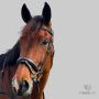 Good Quality Horse Tack Collection | CanterCart
