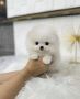 Pomeranian Puppies For Adoption Pomeranian Puppies For Adoption