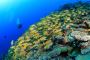Diving in the Maldives