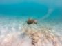 Snorkeling in Barbados