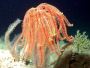 FASCINATING FEATHER STARS