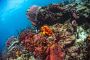 Diving in Tobago