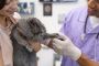 Careerline Courses: Leading Provider of Online Animal Course