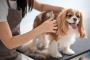 Unlock Your Passion with a Leading Course for Animal Care
