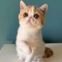 Exotic Cats For Sale Indiana