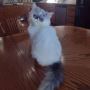 Adult Persian Cats for Sale
