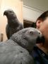 Lovely African Gray Parrots now ready Lovely African Gray Parrots now ready