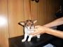 Chihuahua looking for rehoming