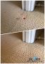 Fast and Effective Carpet Stain Removal in Sunshine Coast 