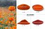 Marigold Extract - Lutein and Zeaxanthin Powder - ZolanBio