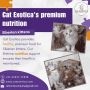Cat in Bangalore | Purebred Kittens in Bangalore
