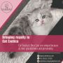 Cat in Bangalore | Himalayan Cat for Sale in Bangalore