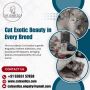 Purebred Kittens in Bangalore | Best Cat in Bangalore