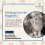 Cat in Bangalore | Purebred Ragdoll Kittens for sale in Bang