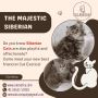 Cat in Bangalore | Best Siberian Cat in Bangalore