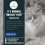 Cat in Bangalore | Famous Purebred Kittens for Sale