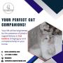 Purebred Ragdoll Kittens for sale in Bangalore | Cat in Bang