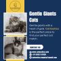 Kittens in Bangalore | Best Siberian Cat in Bangalore