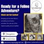 Persian Cat in Bangalore | Cat in Bangalore