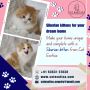 Siberian Cat in Bangalore | Kittens in Bangalore