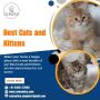 Kittens in Bangalore|Buy Kittens in Bangalore