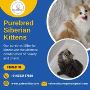 Siberian Cat in Bangalore|Siberian Cat Sale in Bangalore