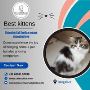 Cats and Kittens for Sale in Bangalore|Buy Kittens in Bangal