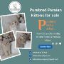 Cat Exotica|Persian kittens in Bangalore