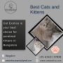 Cats for Sale in Bangalore|Best Cat in Bangalore