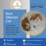 Best Siberian Cat in Bangalore|Siberian Cat Sale in Bangalor