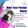 Persian Kittens for Sale in Bangalore Persian Kittens for Sale in Bangalore