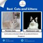 Buy Persian Kittens in Bangalore|Buy Kittens in Bangalore