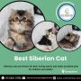 Best Siberian Cat in Bangalore