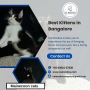 Best Kittens in Bangalore