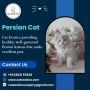Persian Cat in Bangalore Persian Cat in Bangalore