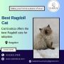 Best Ragdoll Cat in Bangalore Best Ragdoll Cat in Bangalore