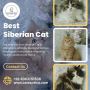Best Siberian Cat in Bangalore | Cat Exotica Best Siberian Cat in Bangalore | Cat Exotica