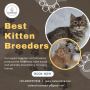 Kittens in Bangalore | Best kitten breeders in Bangalore
