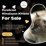Himalayan Kittens for Sale in Bangalore Himalayan Kittens for Sale in Bangalore