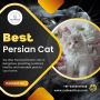 Best Persian Cat in Bangalore | Persian Kittens for Sale