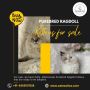 Ragdoll Kittens in Bangalore | Ragdoll Cat Sale in Bangalore