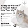 Persian Kittens in Bangalore | Cat Exotica Persian Kittens in Bangalore | Cat Exotica