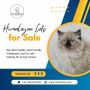 Himalayan Cat for Sale in Bangalore | Cat Exotica Himalayan Cat for Sale in Bangalore | Cat Exotica