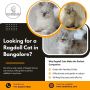 Ragdoll Cat in Bangalore | Cats in Bangalore Ragdoll Cat in Bangalore | Cats in Bangalore